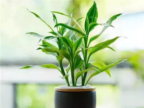 冬天能緩解室內幹燥（zào）的五種植物，建議收藏