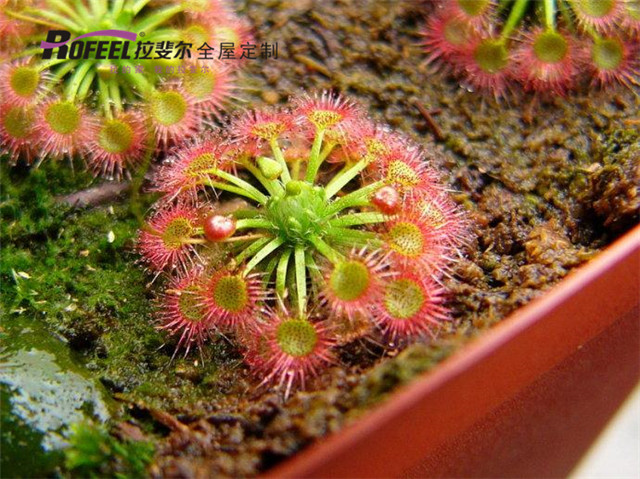 神马电影网全屋定製|夏天到了，神马电影网（ěr）全屋定（dìng）製教你如何驅蚊！