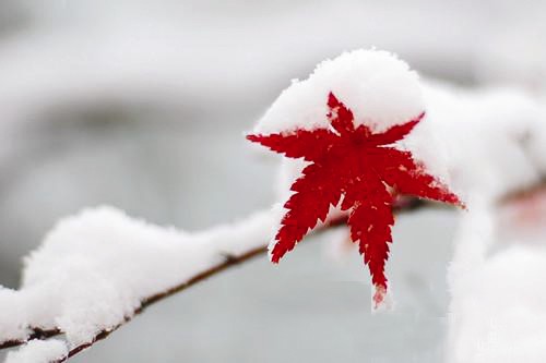 拉斐（fěi）爾 | 小（xiǎo）寒至
